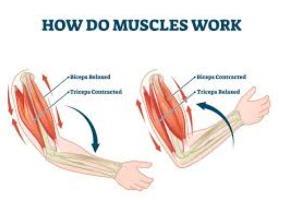 Cara Kerja Otot Saat Melakukan Aktivitas Fisik